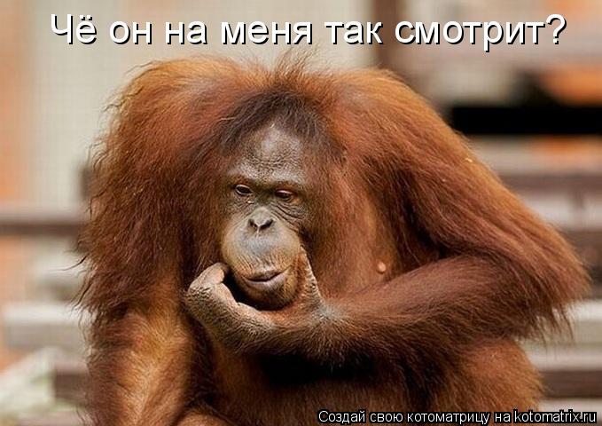 Котоматрица: Чё он на меня так смотрит? Чё он на меня так смотрит? Чё он на меня так смотрит?