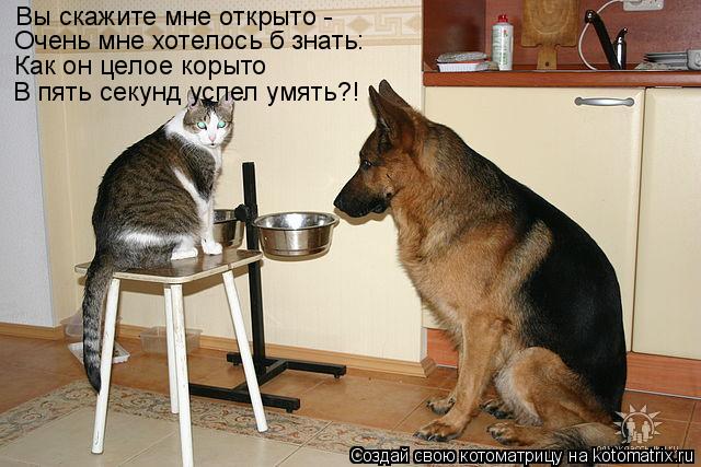 Вы скажите мне открыто - Очень мне хотелось б знать: Как он целое корыто В пять секунд успел умять?!... Котоматрица: Вы скажите мне открыто - Очень мне хотелось б знать: Как он целое корыто В пять секунд успел умять?!