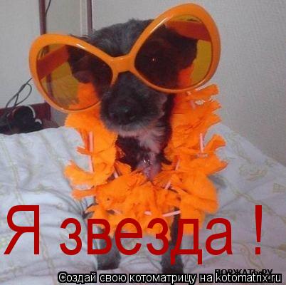 Котоматрица: Я звезда !