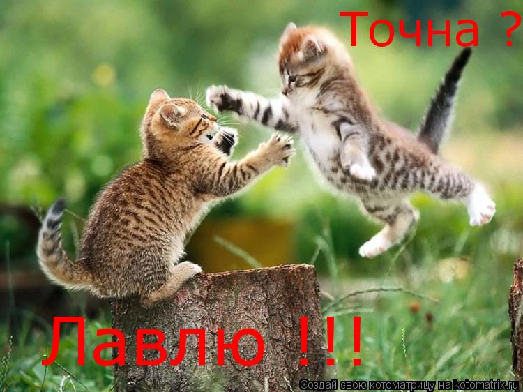 Котоматрица: Лавлю !!! Точна ?