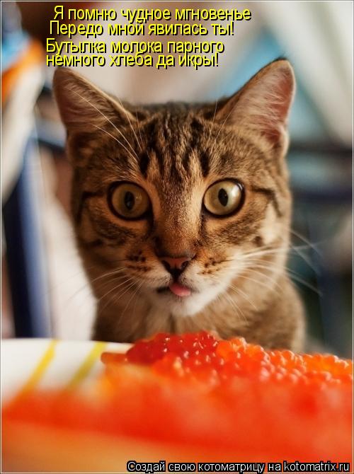 Котоматрица: Я помню чудное мгновенье Передо мной явилась ты! Бутылка молока парного немного хлеба да икры!