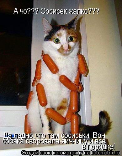 Котоматрица: А чо??? Сосисек жалко??? Да ладно,что там сосиськи! Вон собака своровала яичницу,и всё в порядке!