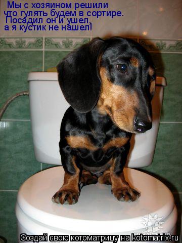 Котоматрица: Мы с хозяином решили что гулять будем в сортире. Посадил он и ушел, а я кустик не нашел!