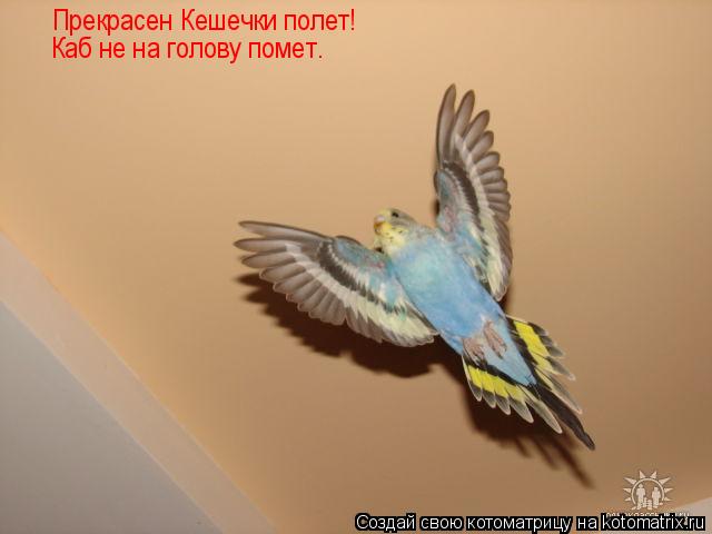 Котоматрица: Прекрасен Кешечки полет! Каб не на голову помет.