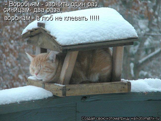Котоматрица: - Воробьям - звонить один раз, синицам- два раза, воронам - в лоб не клевать !!!!!