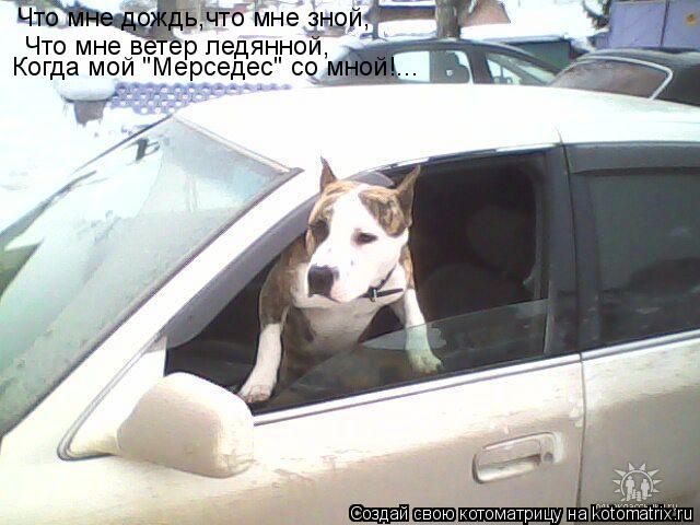 Котоматрица: Что мне дождь,что мне зной, Что мне ветер ледянной, Когда мой "Мерседес" со мной!...