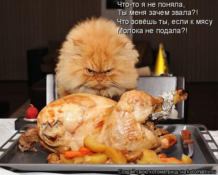 Котоматрица: Что-то я не поняла, Ты меня зачем звала?! Что зовёшь ты, если к мясу Молока не подала?!