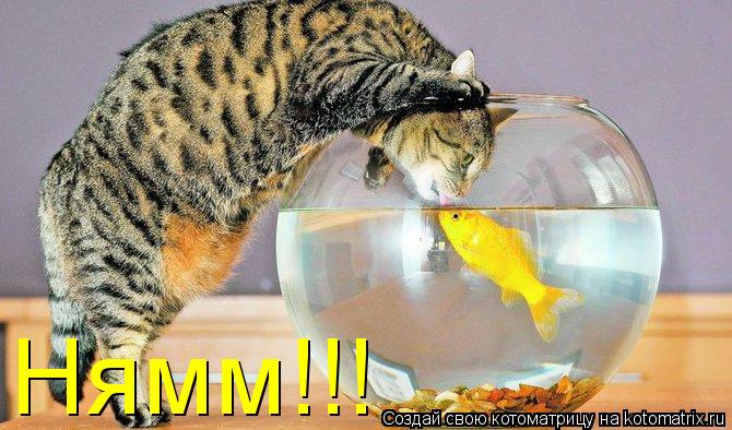 Котоматрица: Нямм!!!