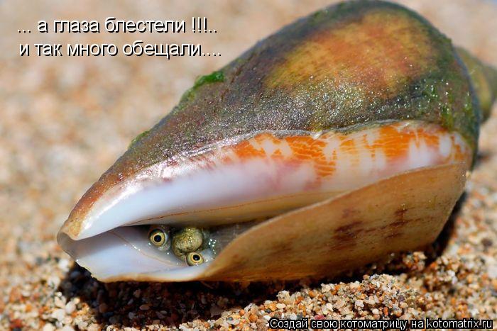 Котоматрица: ... а глаза блестели !!!.. и так много обещали....