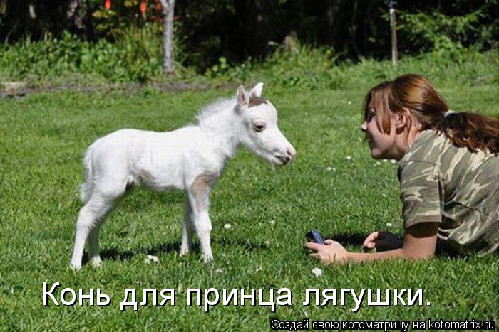 Котоматрица: Конь для принца лягушки.
