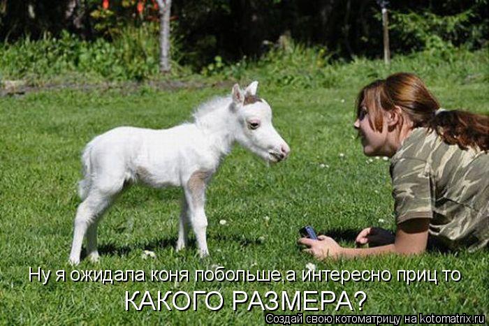 Котоматрица: Ну я ожидала коня побольше,а интересно приц то  КАКОГО РАЗМЕРА?
