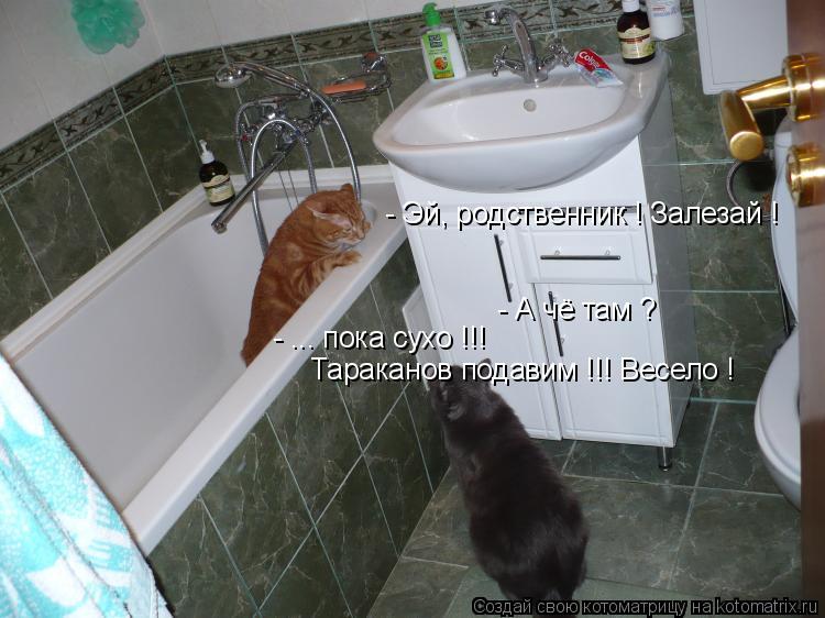 Котоматрица: - Эй, родственник ! Залезай ! - А чё там ? - ... пока сухо !!! Тараканов подавим !!! Весело !