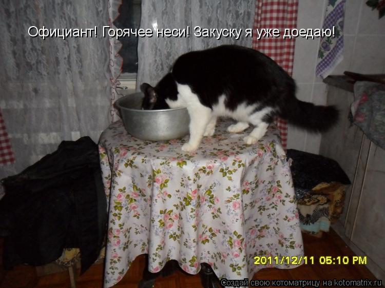 Котоматрица: Официант! Горячее неси! Закуску я уже доедаю!