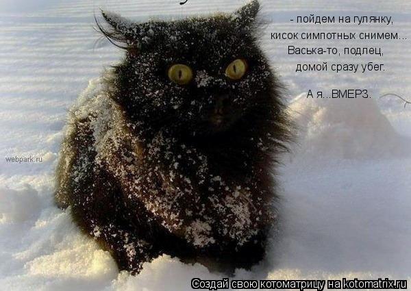 Котоматрица: - пойдем на гулянку, кисок симпотных снимем... Васька-то, подлец,  домой сразу убег. А я...ВМЕРЗ.