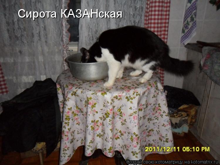 Сирота КАЗАНская... Котоматрица: Сирота КАЗАНская