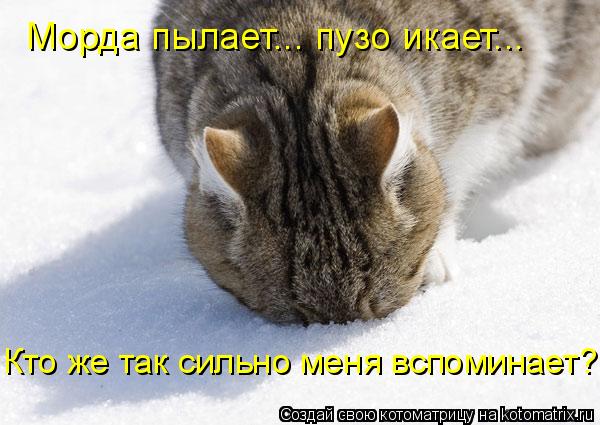 Морда пылает... пузо икает... Кто же так сильно меня вспоминает?!... Котоматрица: Морда пылает... пузо икает... Кто же так сильно меня вспоминает?!