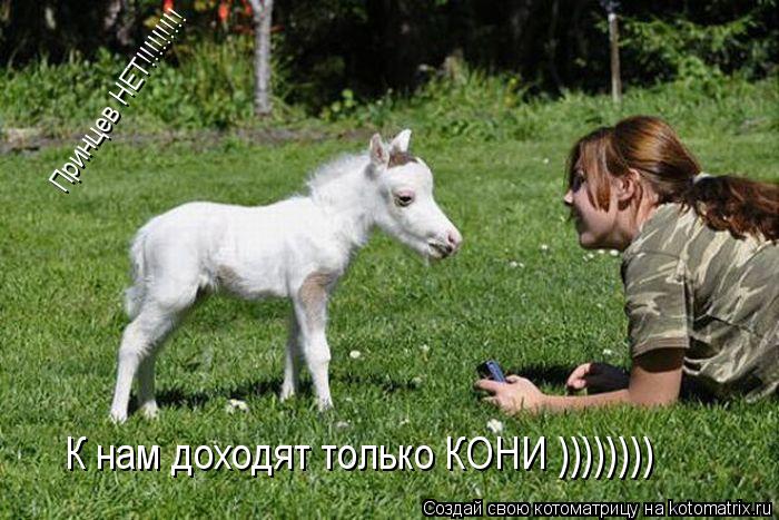 Котоматрица: Принцев НЕТ!!!!!!!!! К нам доходят только КОНИ ))))))))