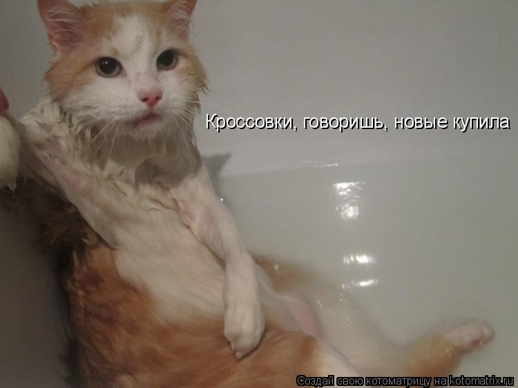 Котоматрица: Кроссовки, говоришь, новые купила