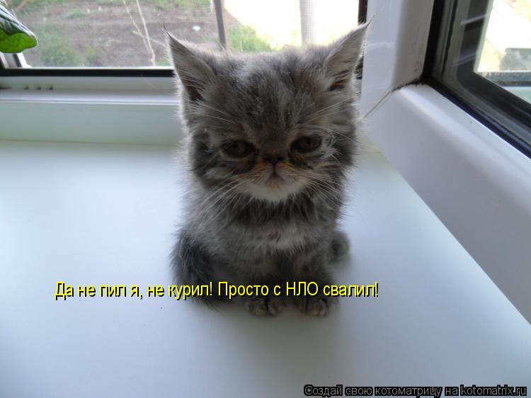 Котоматрица: Да не пил я, не курил! Просто с НЛО свалил!