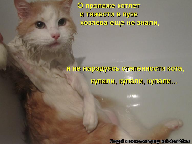 Котоматрица: и тяжести в пузе хозяева еще не знали, и не нарадуясь степенности кота,  купали, купали, купали... О пропаже котлет