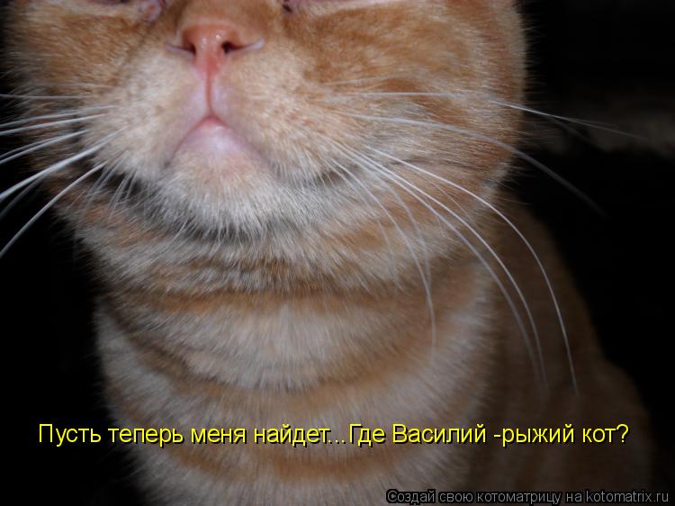 Котоматрица: Пусть теперь меня найдет...Где Василий -рыжий кот?
