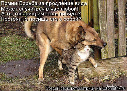 Котоматрица: Помни!Борьба за продление вида Может случиться в час любой! А ты,товарищ,имеешь либидо? Постоянно носишь его с собой?