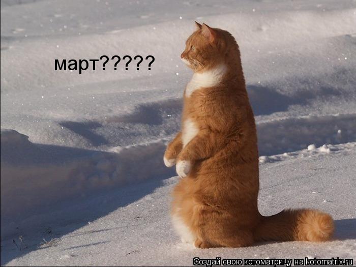 Котоматрица: март?????