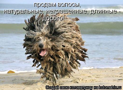 Котоматрица: продам волосы,   натуральные, некрашенные, длинные -  дорого!