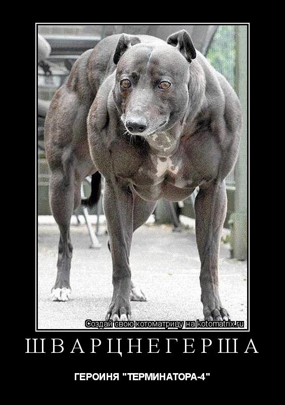 Котоматрица: ШВАРЦНЕГЕРША ГЕРОИНЯ "ТЕРМИНАТОРА-4"