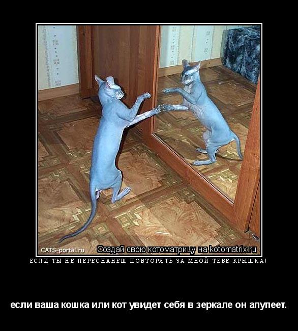 Котоматрица: если ты не переснанеш повторять за мной тебе крышка! если ваша кошка или кот увидет себя в зеркале он апупеет.