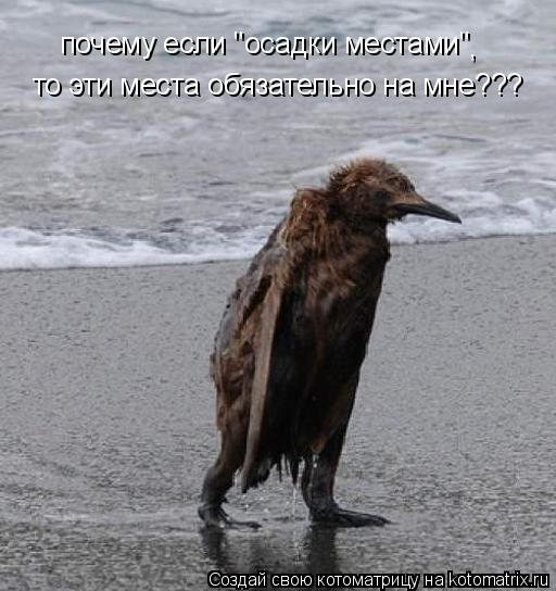 Котоматрица: почему если "осадки местами" то эти места обязательно на мне??? ,