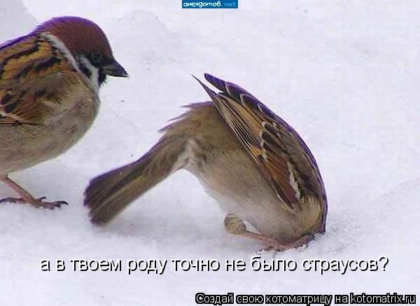 Котоматрица: а в твоем роду точно не было страусов?