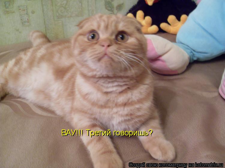 Котоматрица: ВАУ!!! Третий говоришь?