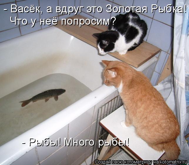 Котоматрица: - Васёк, а вдруг это Золотая Рыбка!  Что у неё попросим? - Рыбы! Много рыбы!
