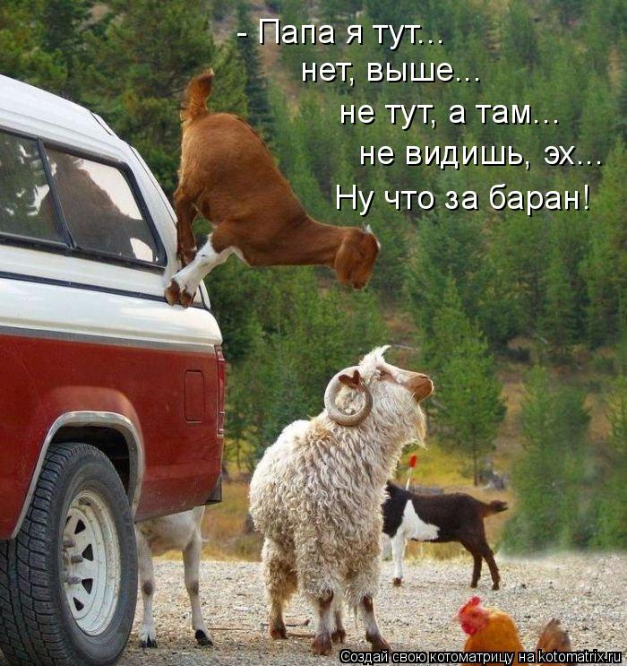Котоматрица: - Папа я тут... нет, выше... не тут, а там... не видишь, эх... Ну что за баран!