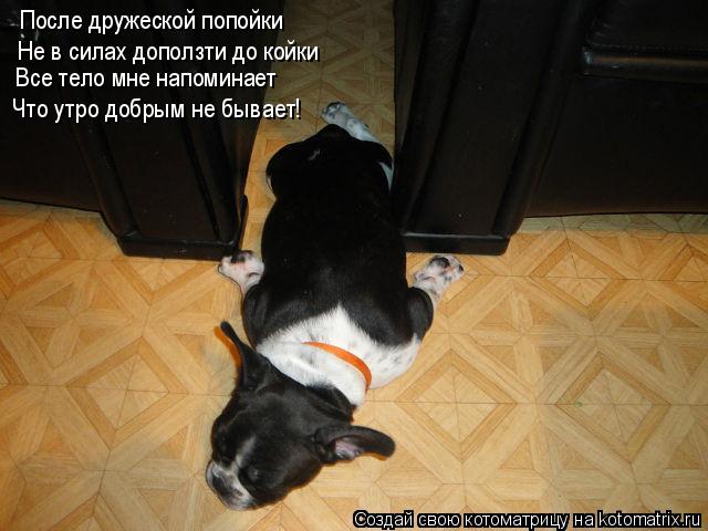 Котоматрица: После дружеской попойки Не в силах доползти до койки Все тело мне напоминает Что утро добрым не бывает!