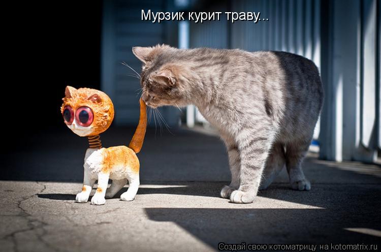 Котоматрица: Мурзик курит траву...