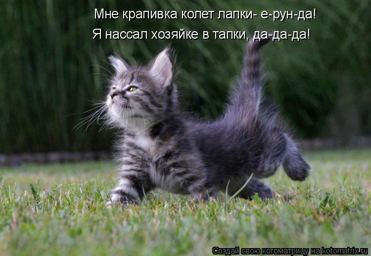 Котоматрица: Мне крапивка колет лапки- е-рун-да!  Я нассал хозяйке в тапки, да-да-да!