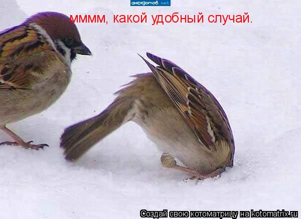 Котоматрица: мммм, какой удобный случай.