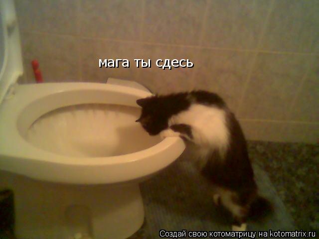 Котоматрица: мага ты сдесь