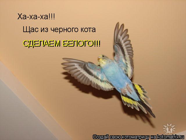 Котоматрица: Ха-ха-ха!!! Щас из черного кота СДЕЛАЕМ БЕЛОГО!!! СДЕЛАЕМ БЕЛОГО!!!
