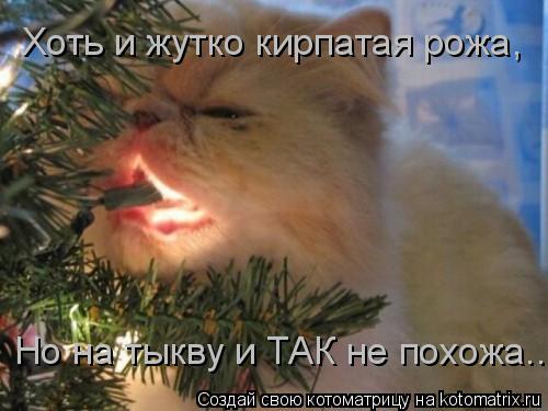 Котоматрица: Хоть и жутко кирпатая рожа, Но на тыкву и ТАК не похожа...