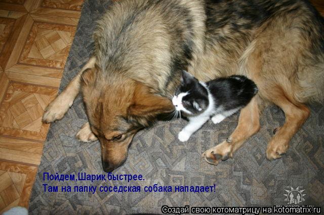 Котоматрица: Пойдем,Шарик,быстрее. Там на папку соседская собака нападает!