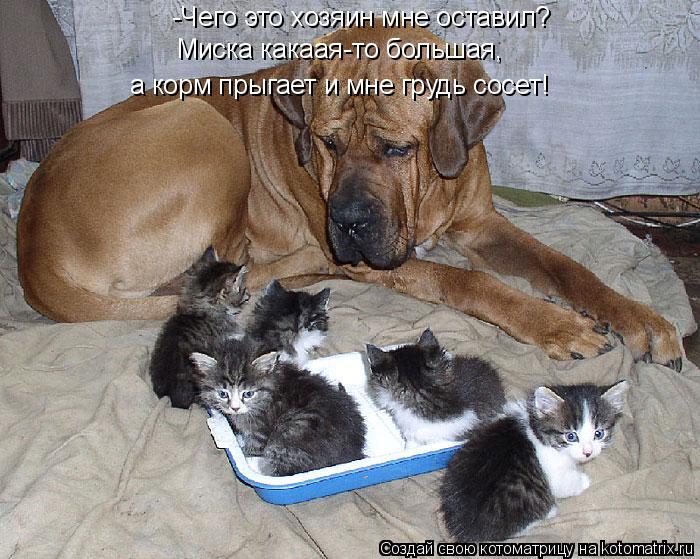 Котоматрица: -Чего это хозяин мне оставил?  Миска какаая-то большая,  а корм прыгает и мне грудь сосет!