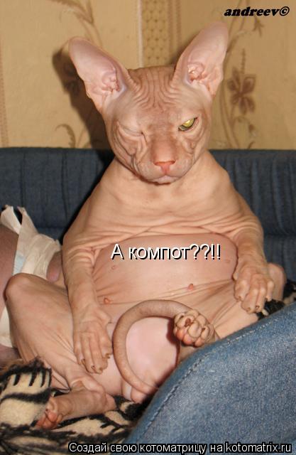 Котоматрица: А компот??!!