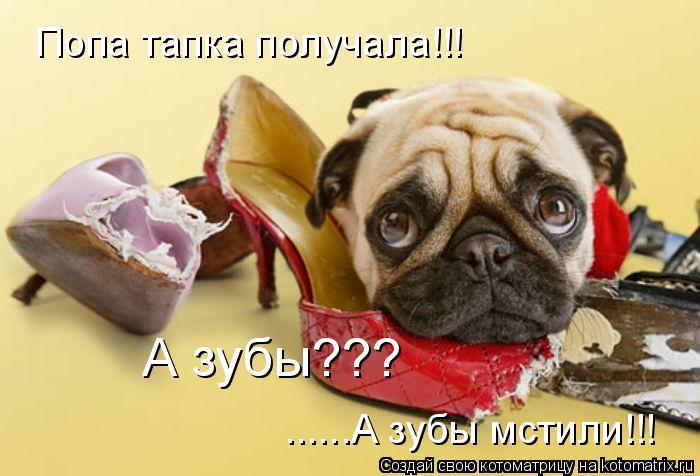 Котоматрица: Попа тапка получала!!! ......А зубы мстили!!! А зубы???