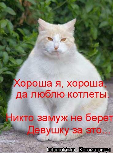 Котоматрица: Хороша я, хороша,  да люблю котлеты. Никто замуж не берет Девушку за это...