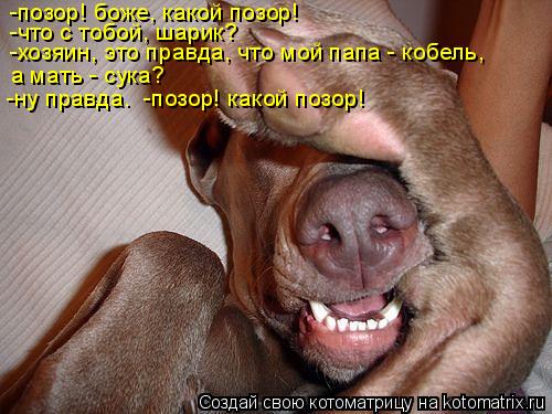 Котоматрица: -позор! боже, какой позор! -что с тобой, шарик? -хозяин, это правда, что мой папа - кобель,  а мать - сука?  -ну правда.  -позор! какой позор!
