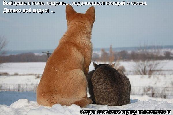 Котоматрица: Выйдешь в поле, сядешь....задумаешься каждый о своём.  Далеко всё видно! ...