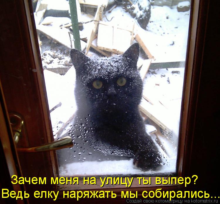 Котоматрица: Зачем меня на улицу ты выпер?  Ведь елку наряжать мы собирались...
